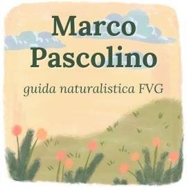 Marco Pascolino